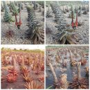 이산농장 이미지