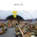 노란담장 이미지