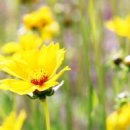 벌과나비 이미지