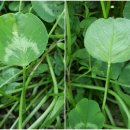 한잎클로버 이미지