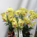 수림전국꽃배달 이미지