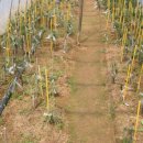 상주 상현리 반송 이미지