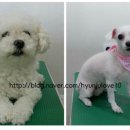 강변애견미용호텔 이미지