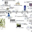 한약 - secondary metabolite 역사탐구, 임상응용까지 ... 이미지