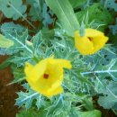 무늬잎 노랑꽃 가시양귀비 씨앗 나눔 (30분) 이미지