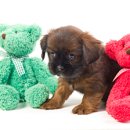 애개 하우스 이미지