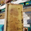 한국양봉산업 이미지