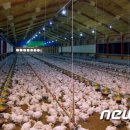 화석 양계장 이미지