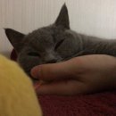 꼬치오뎅
