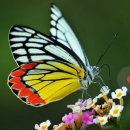 여주-0463 이미지