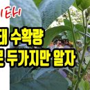 서리태 순치기(순지르기,가지치기) 이미지