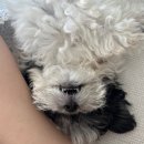 퍼피&피쉬 | 퍼피 강아지 사료 후기/ 로얄캐닌/ 아카나 퍼피/ 플래티넘 퍼피/ 카르나4