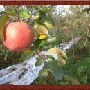 새터 농장 이미지