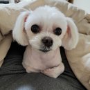 아르밤 펫 이미지