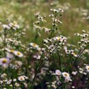 진주 이세후 종가 이미지