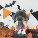 멍뭉이네 살롱 이미지