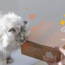 더 펫츠 이미지