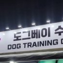 도그베이 수원 이미지