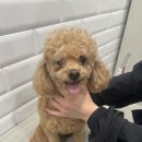 마이뷰티독스타필드위례점 이미지