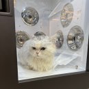 숲냥숲냥 이미지