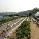 양동농장 이미지