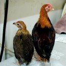 게임잉글리쉬 이미지