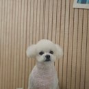 빠몽(PAWMONG) 네이버블로그