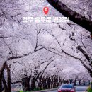 금강사 | 경주 흥무로 벚꽃 &amp; 부천 원미산 진달래 등 4월 꽃구경 가볼만한 숨은 출사지 9곳