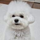 멜로우퍼피 이미지