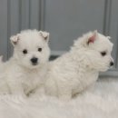 화이트 독 이미지