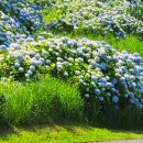 표선중앙로80번길 이미지