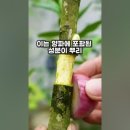 나무&가지