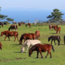 제주의 제주마 이미지