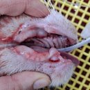 박물관옆동물병원 이미지