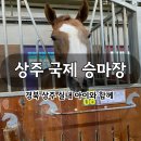 말타기 | 상주국제승마장 – 대구 근교 아이 체험 승마, 미니어처 말타기, 먹이체험 후기