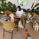 피터펫카페본점 이미지