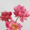 한국화(민화) 이미지