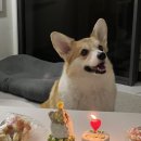 히피(HEEPY) | 서울 중화동 카페 ::: 히피 (반려동물 강아지 케이크, 수제간식 전문점) 내돈내산 후기