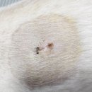 3163 | D+3,163 강아지 치와와 지방종제거 19일차, 염증없이 잘 아물었다.