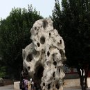베이징4박5일-9편, 이화원의 백송과 안개나무 이미지