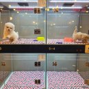코코독(cocodog) 네이버블로그