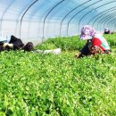 The 산수유 이미지