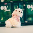 체크인독 애견유치원 이미지