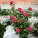 물안개농박 이미지