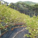 인수농장 이미지