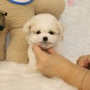 플랜멍 강아지분양 대구본점 이미지