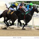 과천 경마공원 경주마의 끝없는 질주 이미지