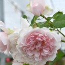 메이드 인 헤븐(Made in heaven) 이미지