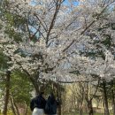 스카이에비뉴트레블(주) | 서울대공원 벚꽃 축제 스카이리프트 코스 추천(실시간 4월 벚꽃 후기)