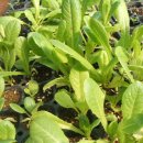 상순농장 이미지